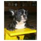 Französische Bulldogge - Rüde