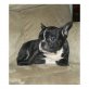 Französische Bulldogge - Rüde