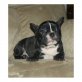 Französische Bulldogge - Rüde