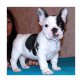 Französische Bulldogge - Rüde