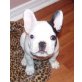 Französische Bulldogge - Rüde