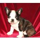 Französische Bulldogge - Rüde
