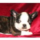 Französische Bulldogge - Rüde