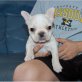 Französische Bulldogge - Rüde