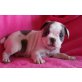 Französische Bulldogge - Rüde