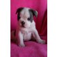 Französische Bulldogge - Rüde
