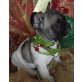 Französische Bulldogge - Rüde