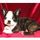 Französische Bulldogge - Rüde