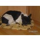 Französische Bulldogge - Rüde