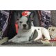 Französische Bulldogge - Rüde