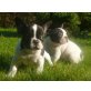 Französische Bulldogge - Rüde