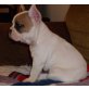 Französische Bulldogge - Rüde