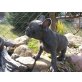 Französische Bulldogge - Rüde