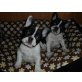Französische Bulldogge - Rüde