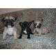 Französische Bulldogge - Rüde