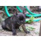 Französische Bulldogge - Rüde