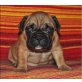 Französische Bulldogge - Rüde