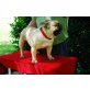 Französische Bulldogge - Rüde