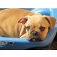 Französische Bulldogge - Rüde