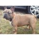 Französische Bulldogge - Rüde