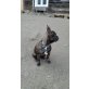 Französische Bulldogge - Rüde