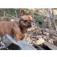 Französische Bulldogge - Rüde