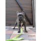 Französische Bulldogge - Rüde