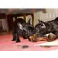 Französische Bulldogge - Rüde