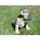 Französische Bulldogge - Rüde