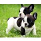 Französische Bulldogge - Rüde