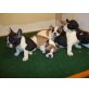 Französische Bulldogge - Rüde