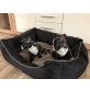 Französische Bulldogge - Rüde