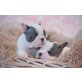Französische Bulldogge - Rüde