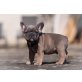 Französische Bulldogge - Rüde