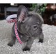 Französische Bulldogge - Rüde