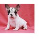 Französische Bulldogge - Rüde