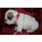 Französische Bulldogge - Rüde