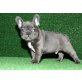 Französische Bulldogge - Rüde