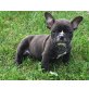 Französische Bulldogge - Rüde