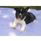 Französische Bulldogge - Rüde