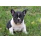 Französische Bulldogge - Rüde