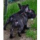 Französische Bulldogge - Rüde
