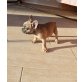 Französische Bulldogge - Rüde