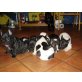 Französische Bulldogge - Rüde