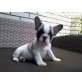 Französische Bulldogge - Rüde