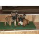 Französische Bulldogge - Rüde