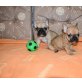Französische Bulldogge - Rüde