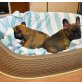 Französische Bulldogge - Rüde