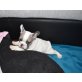 Französische Bulldogge - Rüde