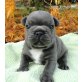 Französische Bulldogge - Rüde